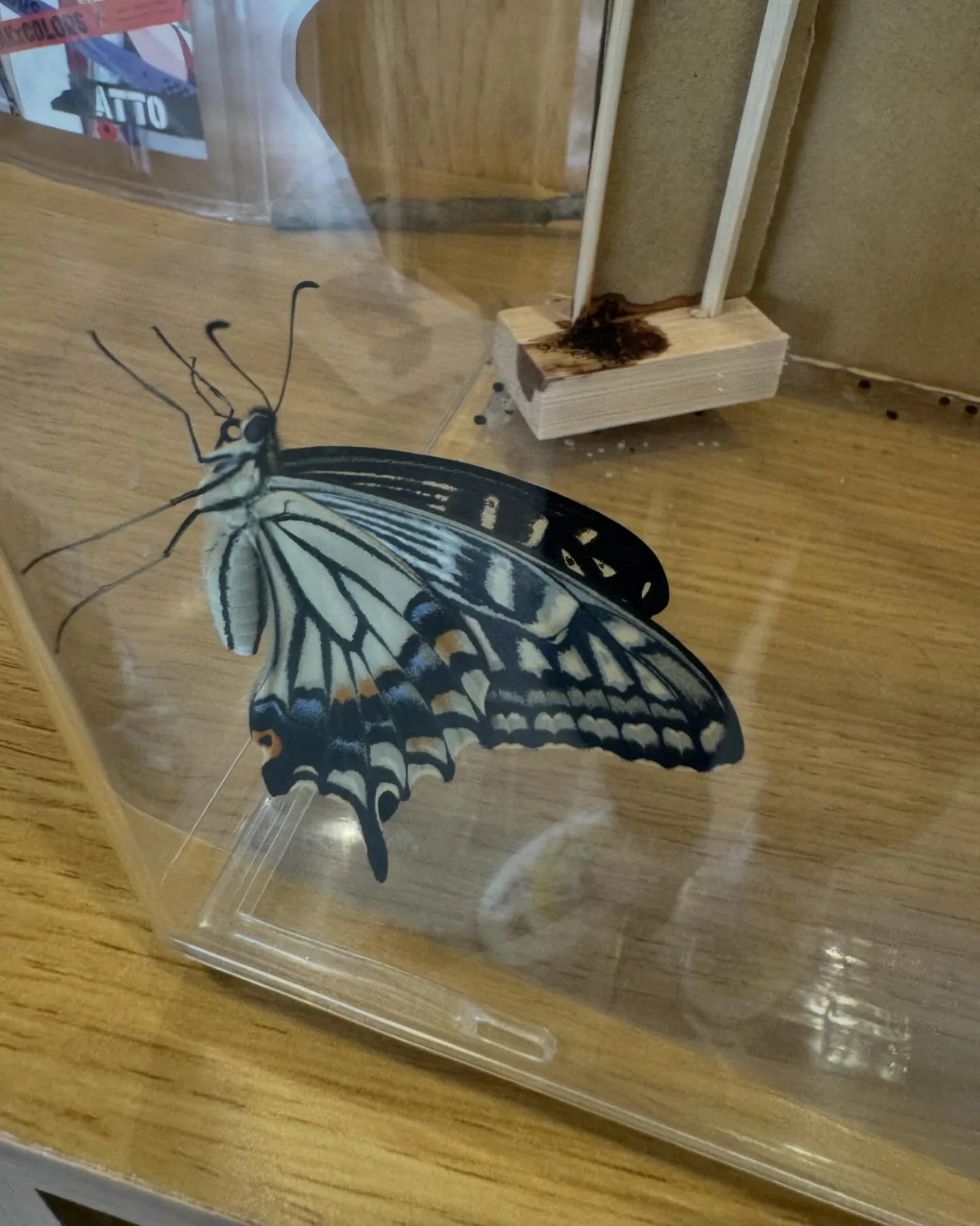 無事に羽化しました🦋