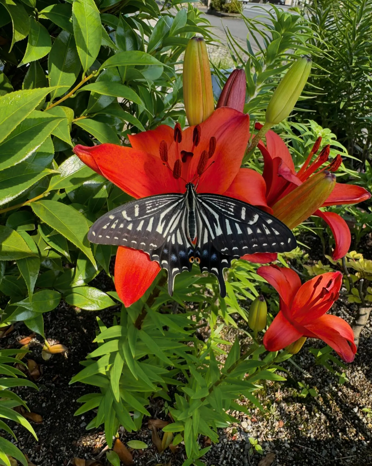 無事に羽化しました🦋