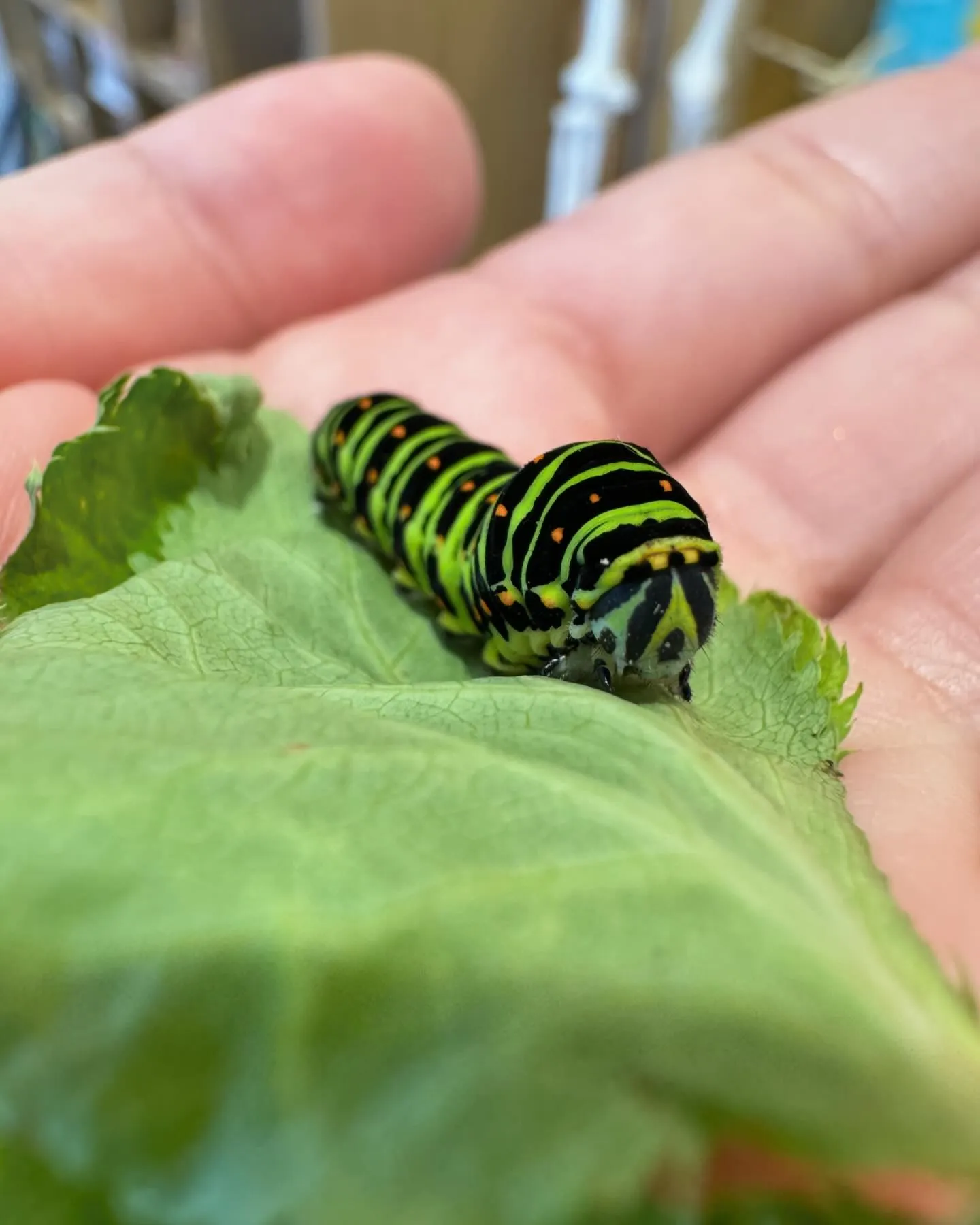 キアゲハの幼虫🐛