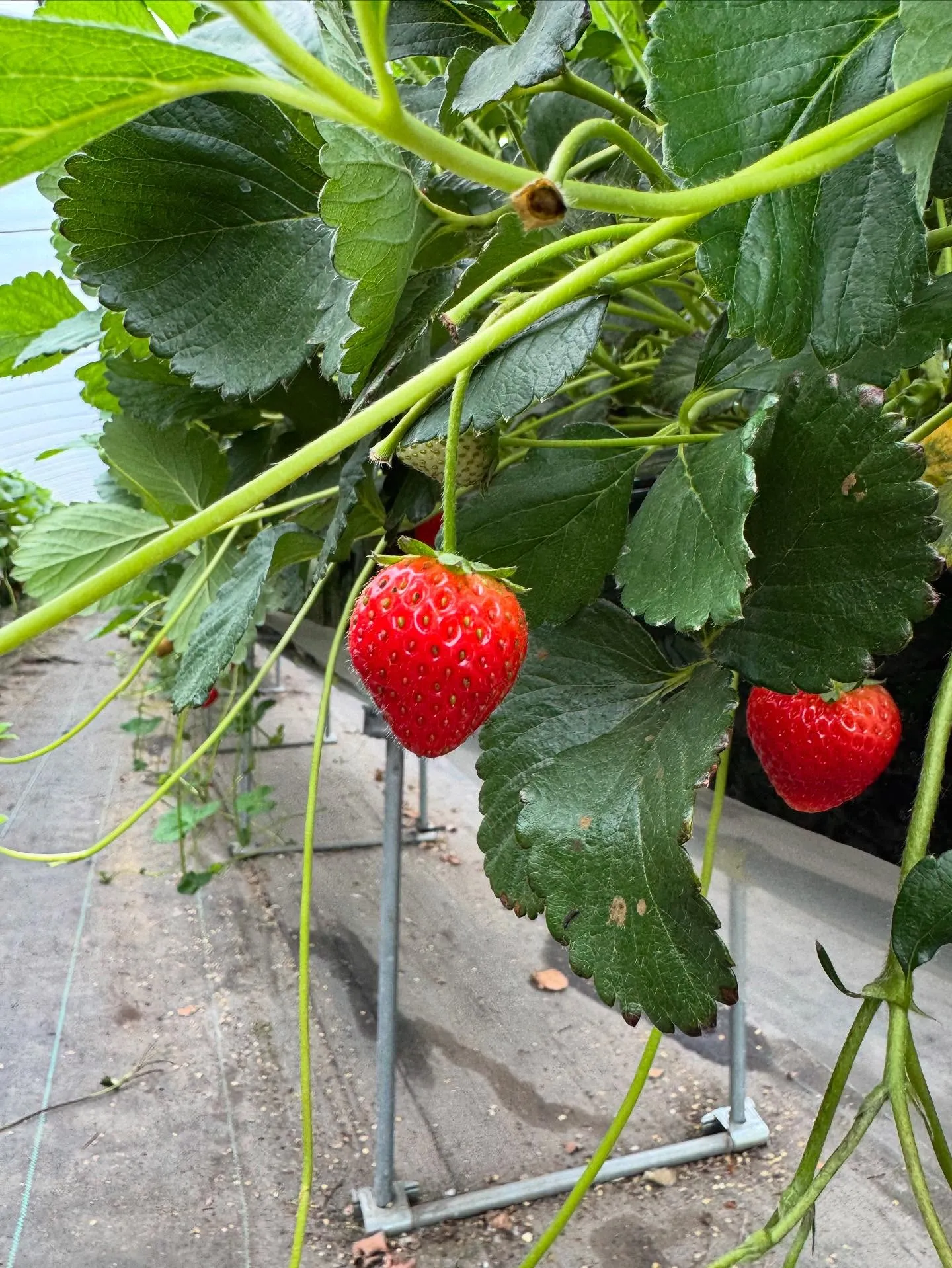 第2回いちご狩りイベント🍓