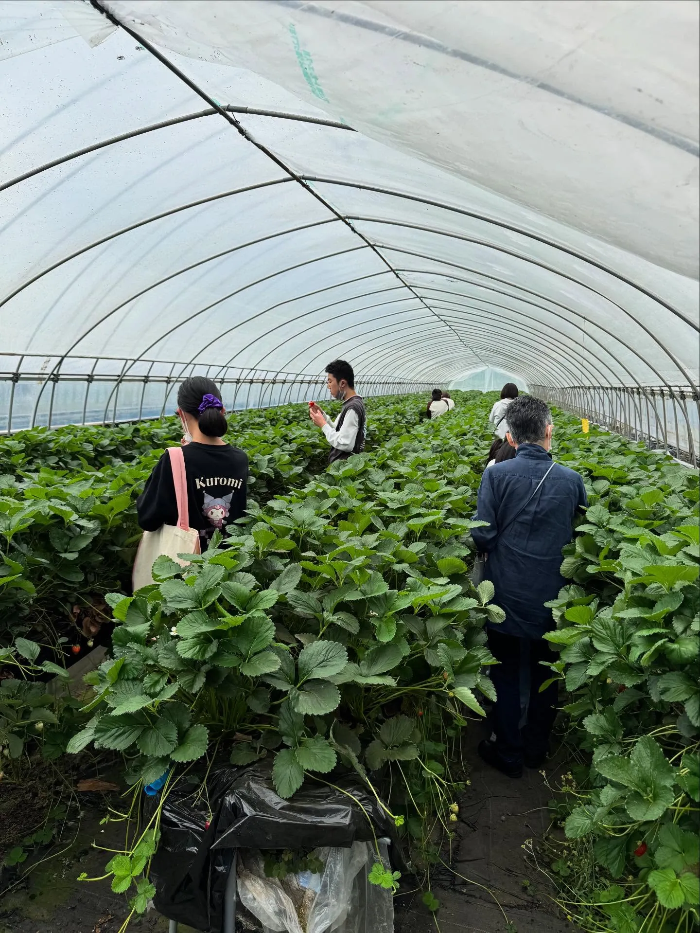 第2回いちご狩りイベント🍓