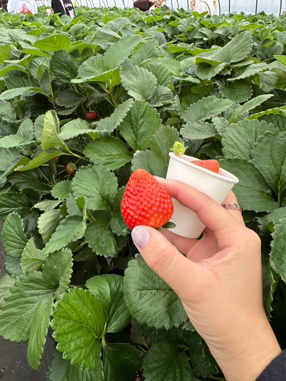第2回いちご狩りイベント🍓