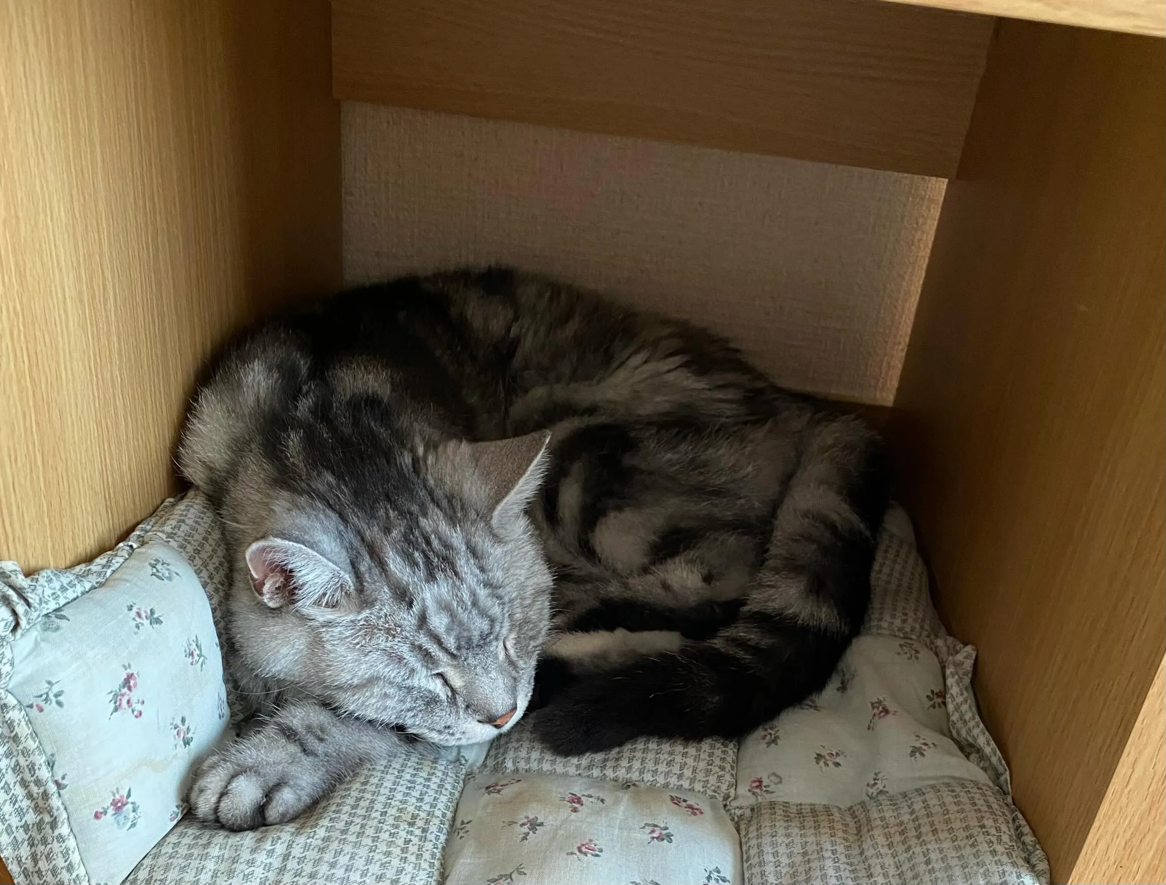 とあるスタッフTのにゃんこ