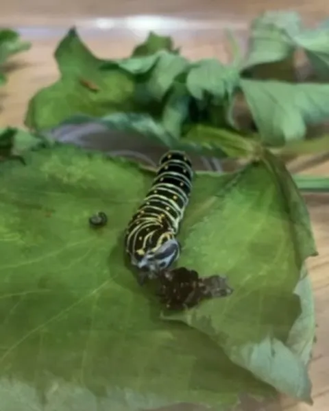 キアゲハの幼虫🐛